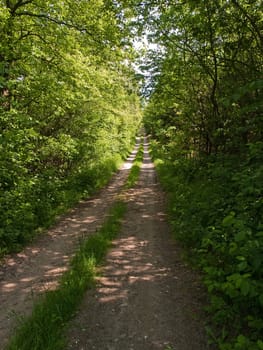 Footpath in a lush green beautiful forest
