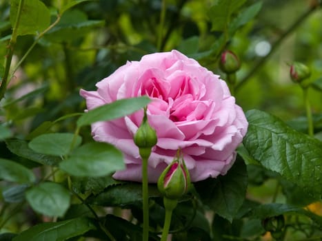 Close-up of a beautiful blooming pink rose 