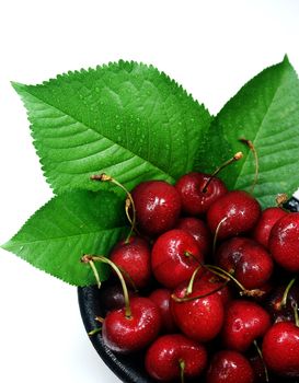 Just picked cherries displayed in a black bowl with cherry leaves.