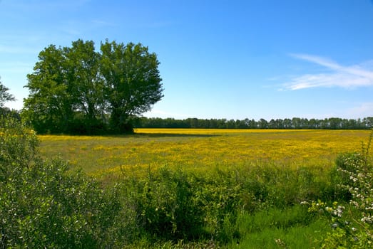 an open meadow filled with yellow wild flowers