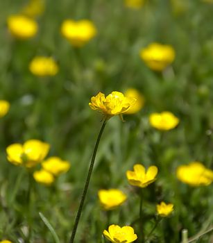 A lone yellow buttercup in sharp focus against a blurry field of flowers