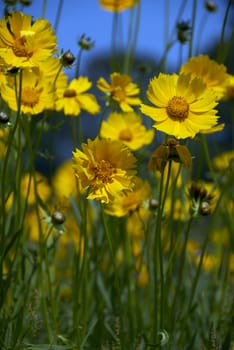 Yellow wild flowers in an open field