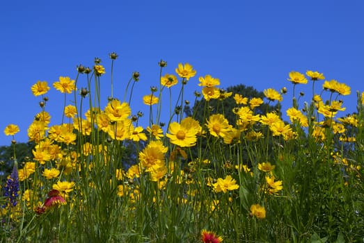 Yellow, purple and red yellow flowers in an open field