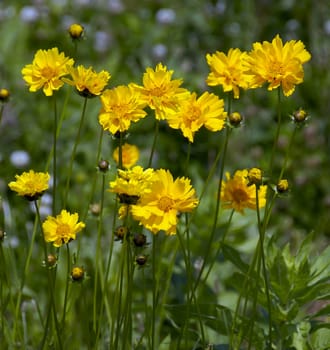 Yellow wild flowers in an open field