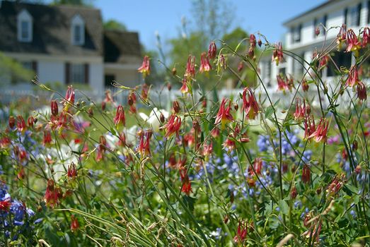 a beautiful garden of blue bells, honeysuckle and other assorted wild flowers