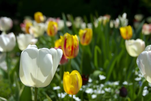 A beautiful garden of blooming tulips