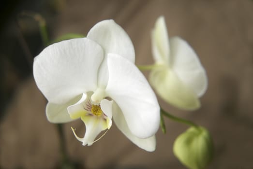 A dewy White Orchid softly glows in the morning light