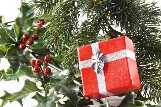 Red gift box on a christmas tree branch and holly; on a white background.