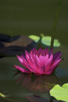 A beautiful red water lily and reflection