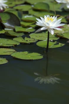 A beautiful white water flower in a calm pond