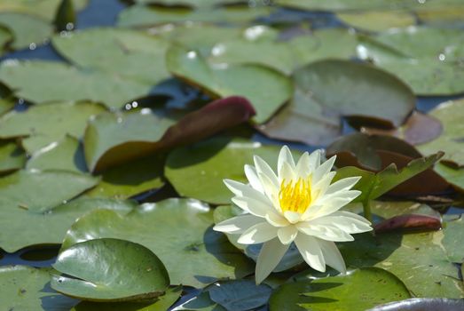 A single water lily is surrounded by a mass of green lily pads