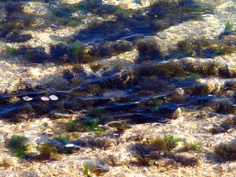 Transparent water, sandy sea-bottom and seaweed