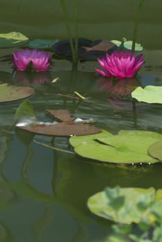 Two red and pink flowers sit in a calm pond
