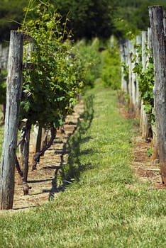 Grape vines stand in perfect rows in a well manicured vineyard