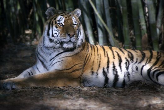 A majestic tiger rests inside a bamboo forest