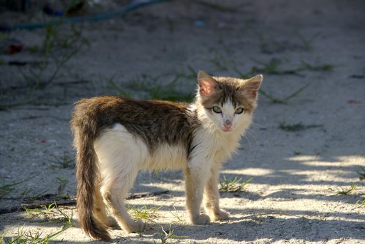 A cute kitten looks longingly for a home 