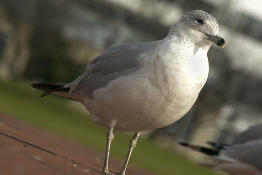 a lone seagull looks longingly out to sea at a shoreside park