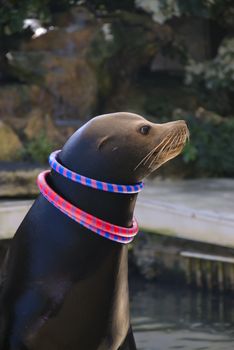A sea lion with colorful rings around it's neck