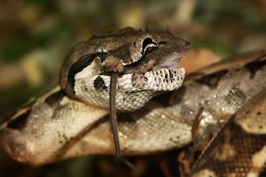 feeding boa constrictor, last moment mouse life. killing for a live.