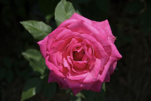 Close up of a lovely pink rose