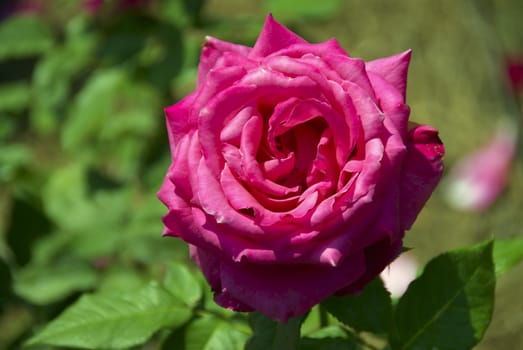 Close up of a lovely pink rose