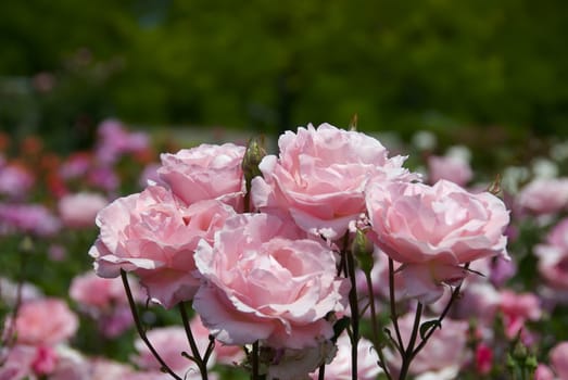 Close up of lovely pink roses