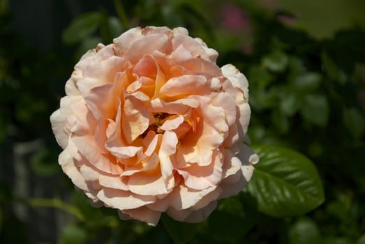 A dramatically light orange rose