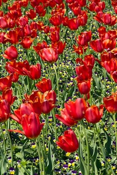 A field of blooming red tulips in spring