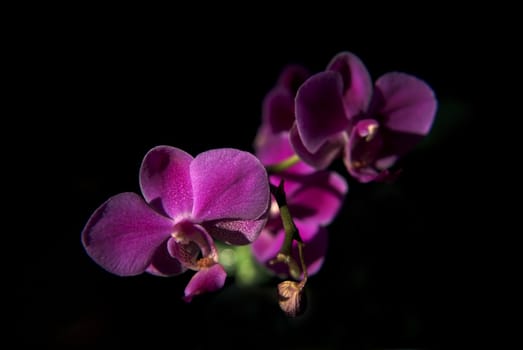 A Purple Orchid stands alone in the sunlight