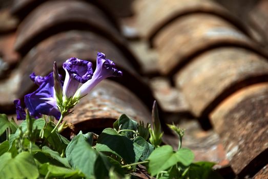 Violet flowers grow on a red tile roof