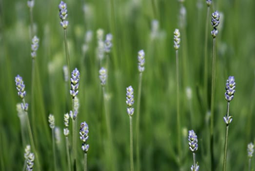 A blur of purple wild flowers provides a pleasing background