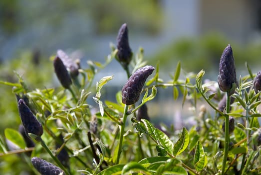 a close up of purple buds in spring