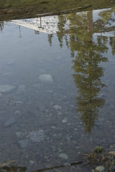 a clear mountain pond reflects the image a mighty pine tree on its bank