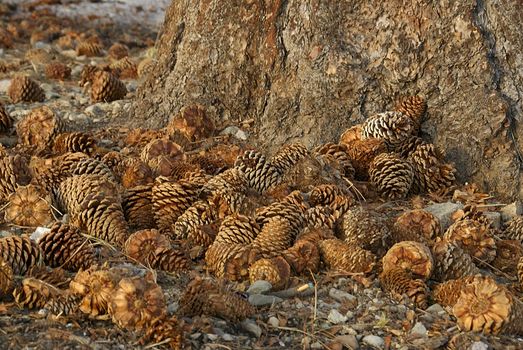 Pine cones nestled beneath a towering pine tree