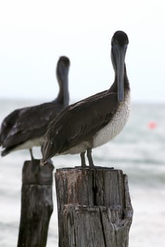 Two Pelicans sit on the remains of a storm ravaged pier