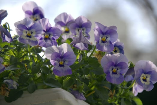 A flowerbox full of colorful pansies