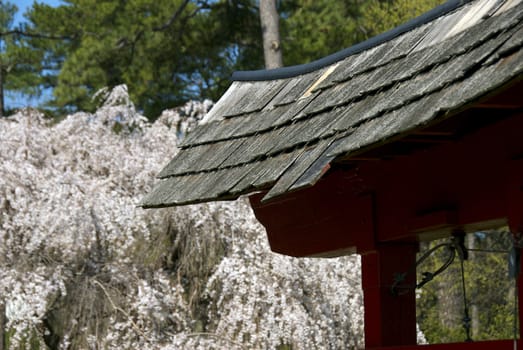 An oriental structure set against a beautiful cherry blossom tree in bloom