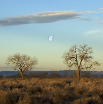 a scenic landscape with the setting moon between two trees