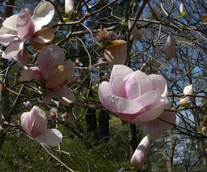 Beautiful Magnolia flowers on a warm spring day