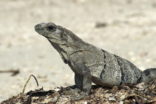 A large Iguana enjoys sunning itself on a warm day