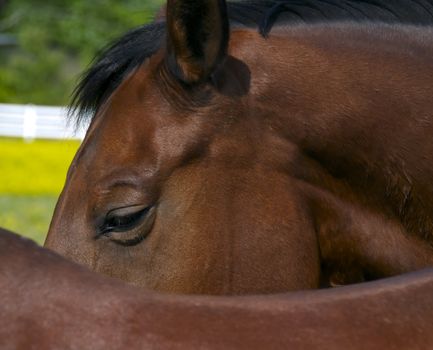 A close up of a brown horse