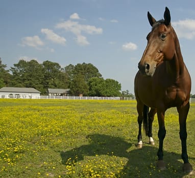 A beautiful brown horse grazes in a paddock full of wild flowers