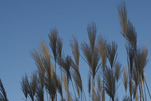 A beautiful, natural background of cabaret grass blowing in the wind