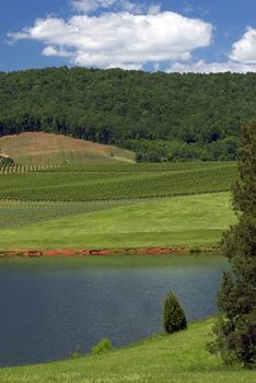 A vineyard sits between a lake and picturesque wooded mountains 