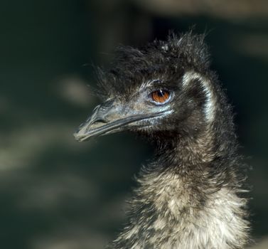 an exotic emu close up and personal