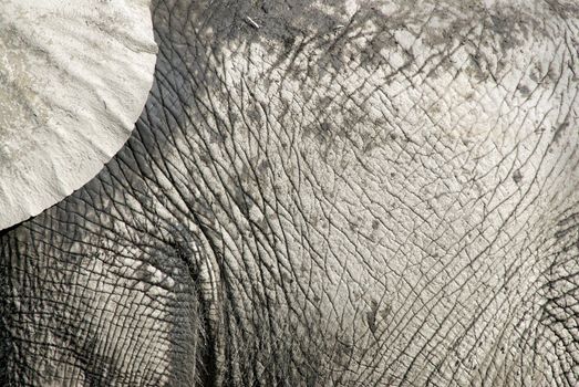 A close up on an elephant's hide which is a great study on lines and texture...and one heck of a case of dry skin!