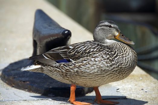 A colorful duck walks along a pier