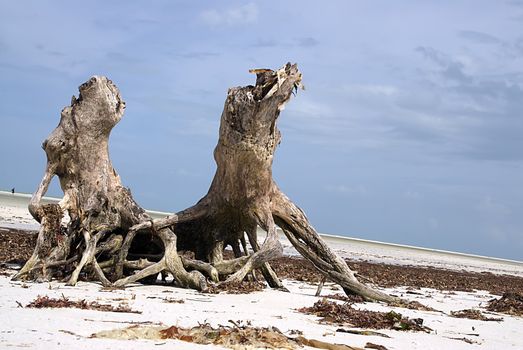An unique piece of driftwood sits on a tropical beach