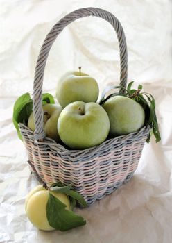 just-picked green plums with leaves in a pale blue and pink basket atop beige tissue paper