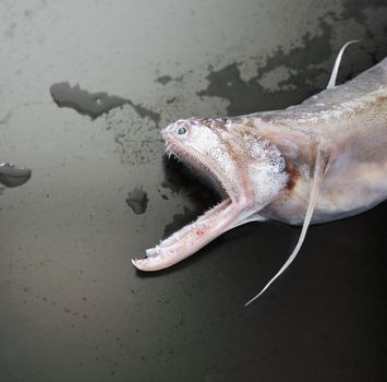 a fish with a mouth full of very sharp teeth and an elongated lower jaw on a partially wet black background